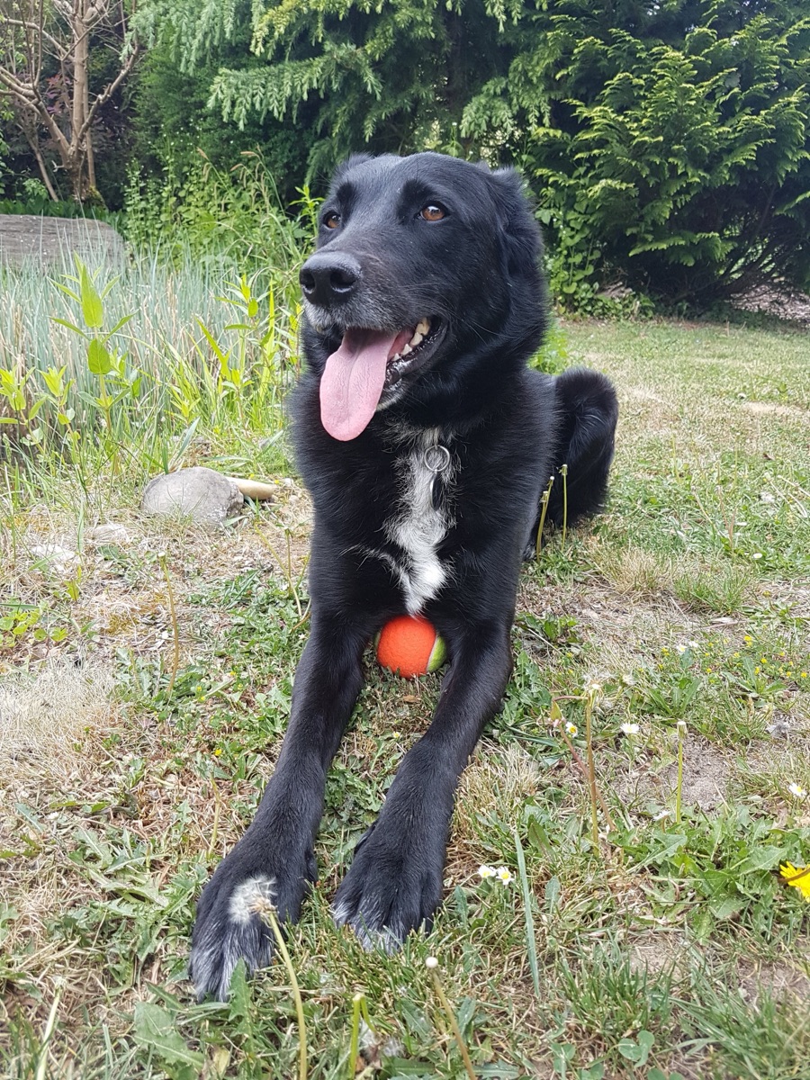 Unser Hund